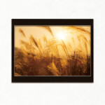 太陽の光〜Light of the sun〜<br />
樋川 智昭 Tomoaki Hikawa<br />